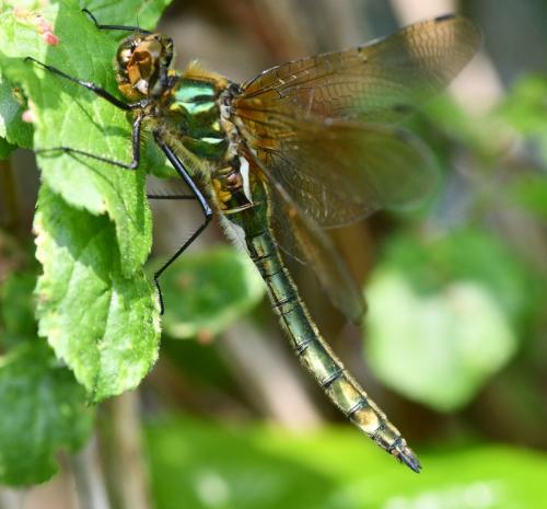 Cordulia aenea